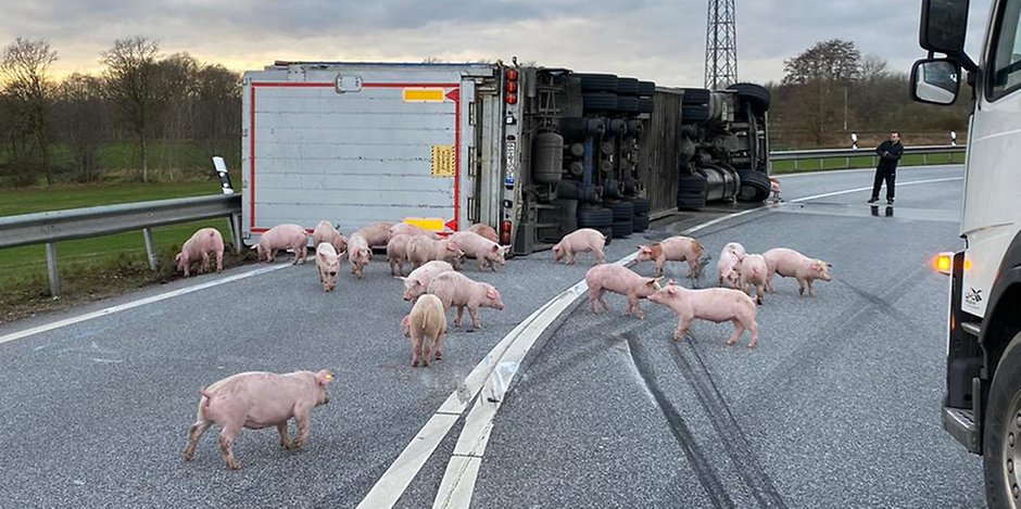 Unfall Auf Der A7 Schweinelaster Kippt Auf Autobahn Um Polizei Jagt Ferkel Mopo